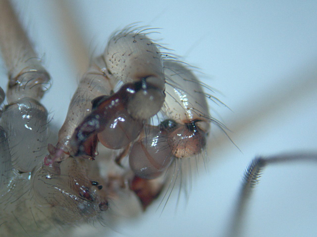 Pholcus phalangioides (Fuesslin) - Pholcidae - légendée #4733