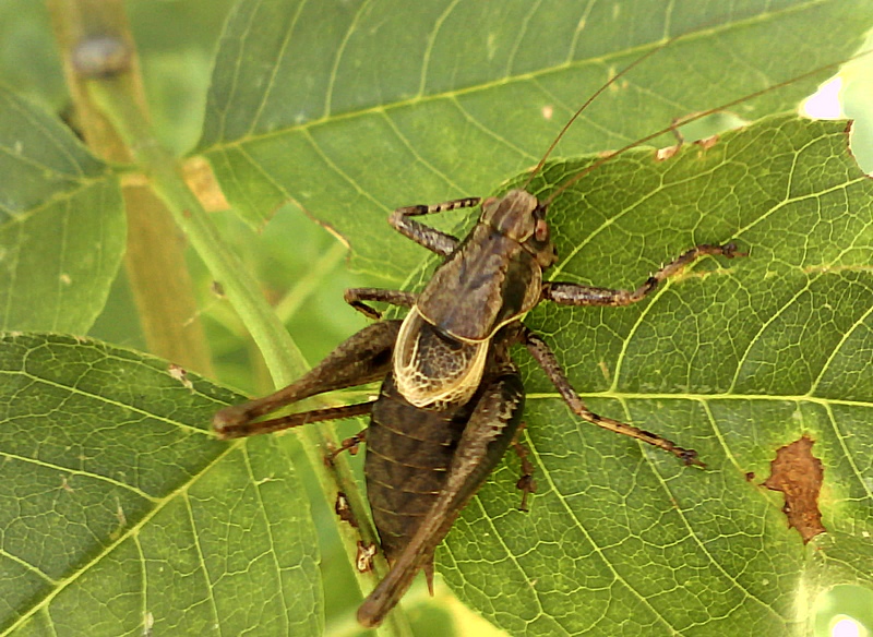 Pholidoptera griseoaptera - Màle #28304