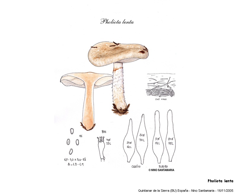 Pholiota lenta (Pers.:Fr.) Sing. #3096