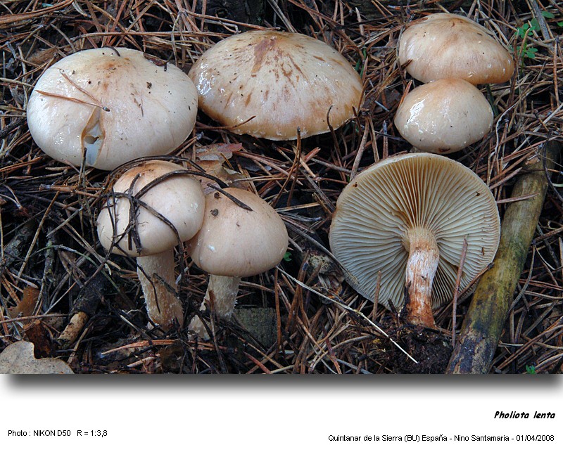 Pholiota lenta (Pers.:Fr.) Sing. #3098