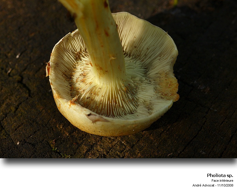 Pholiota pinicola S. Jaccobson #6013