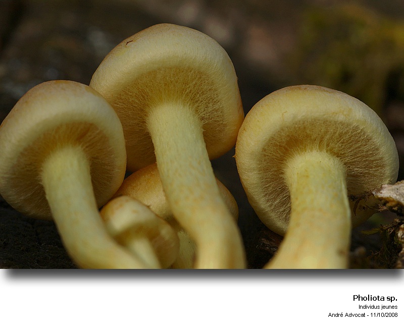 Pholiota pinicola S. Jaccobson #6012