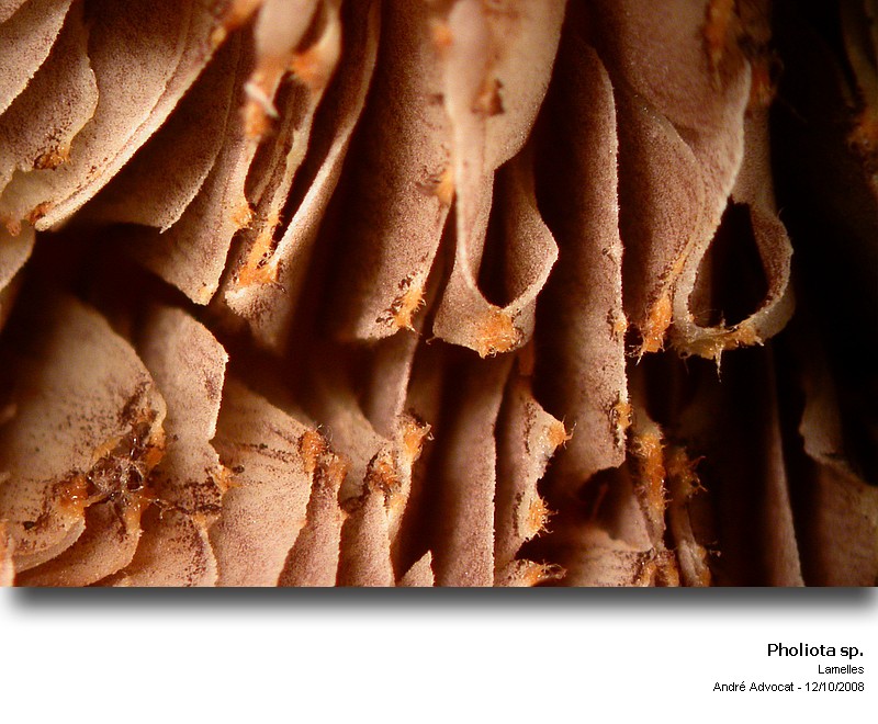 Pholiota pinicola S. Jaccobson #6015