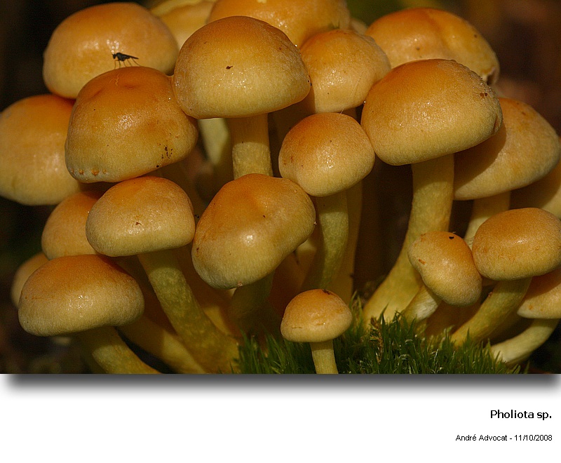 Pholiota pinicola S. Jaccobson #6011