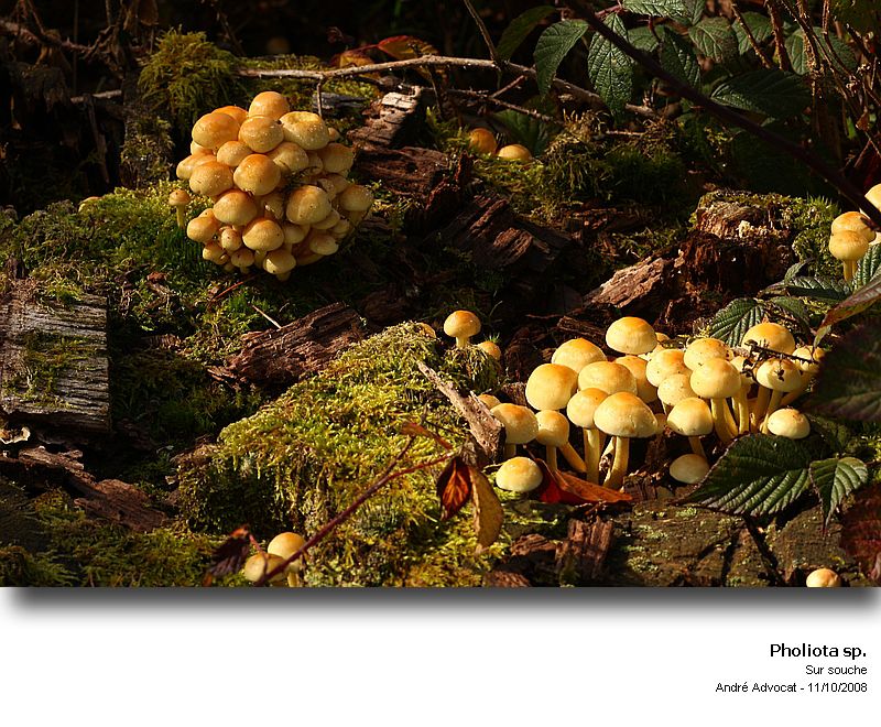 Pholiota pinicola S. Jaccobson #6010