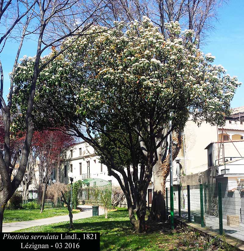 Photinia serrulata #44248