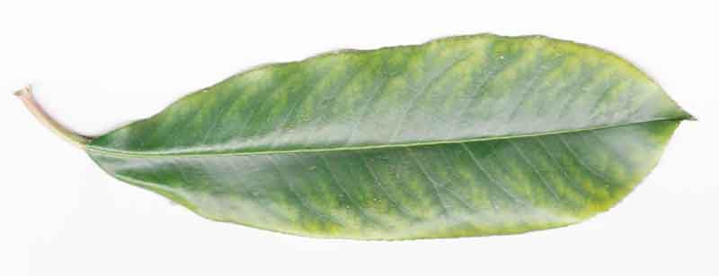 Photinia serrulata #44251