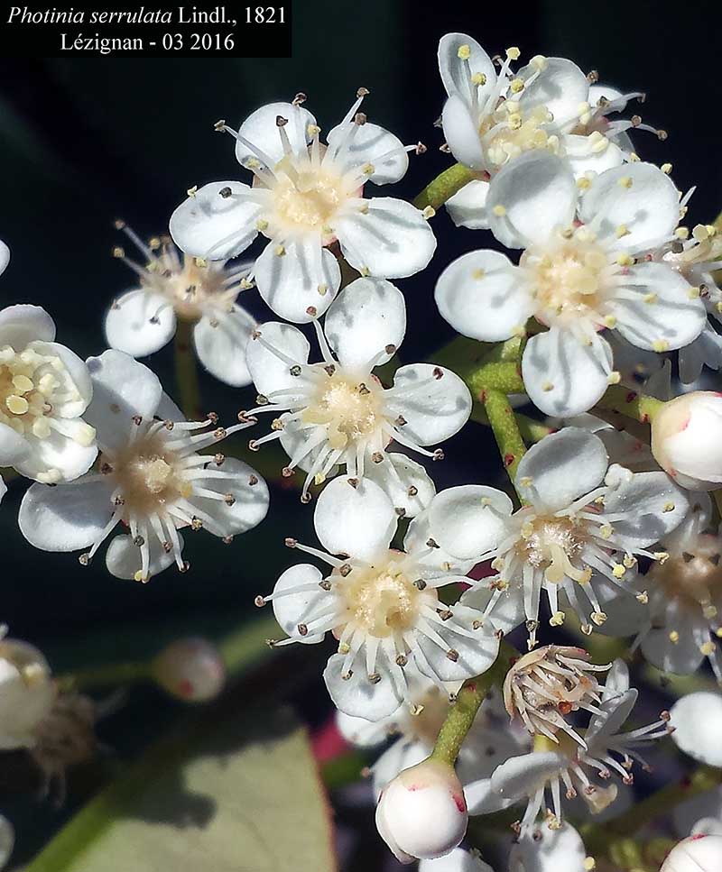 Photinia serrulata #44249
