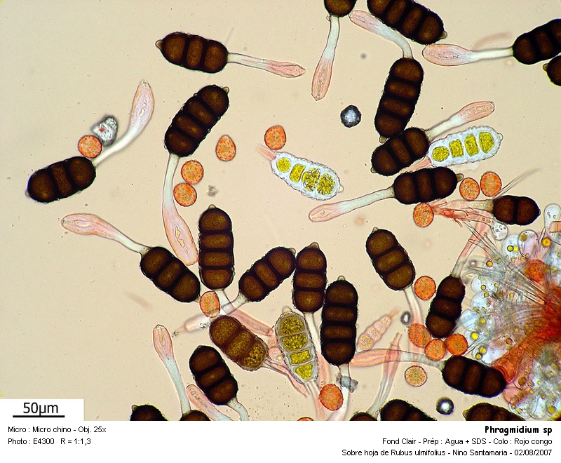 Phragmidium sp #1073