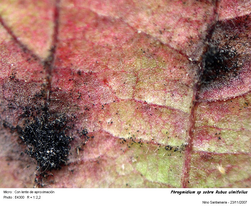 Phragmidium sp #1072