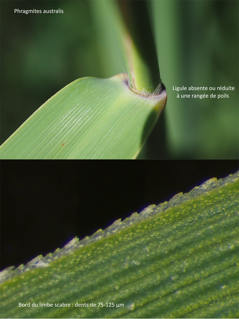 Phragmites australis (Cav.) Steud. : Le Roseau #63973