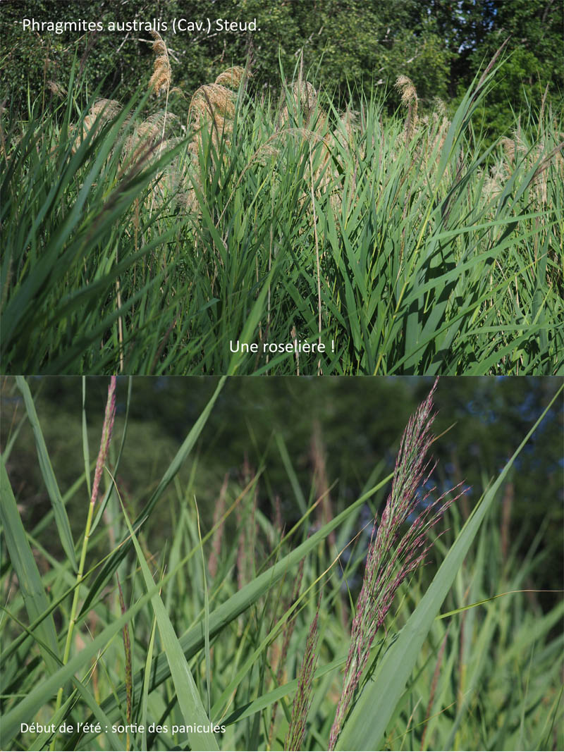Phragmites australis (Cav.) Steud. : Le Roseau #63972