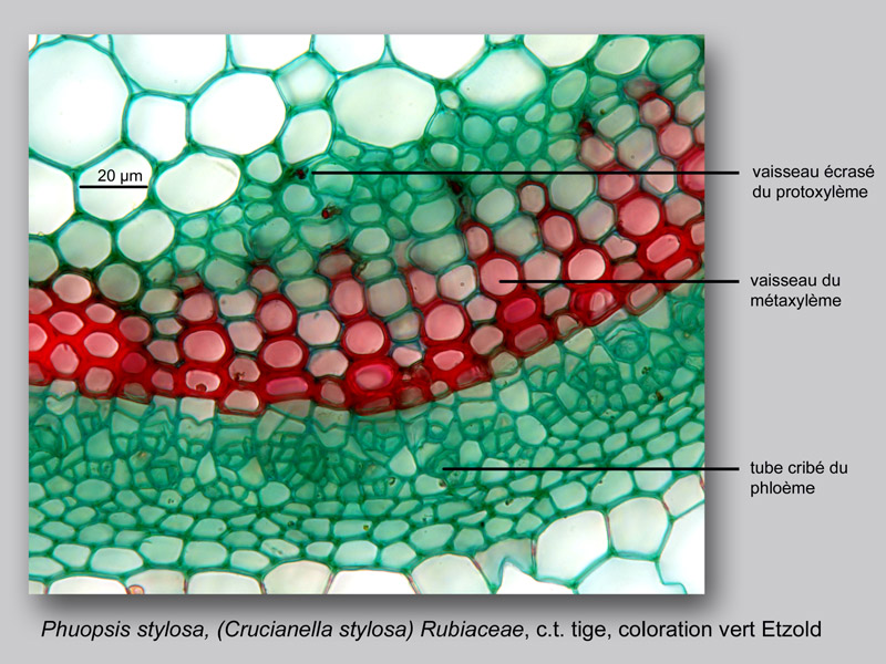 Phuopsis stylosa, histologie, histology. #25099