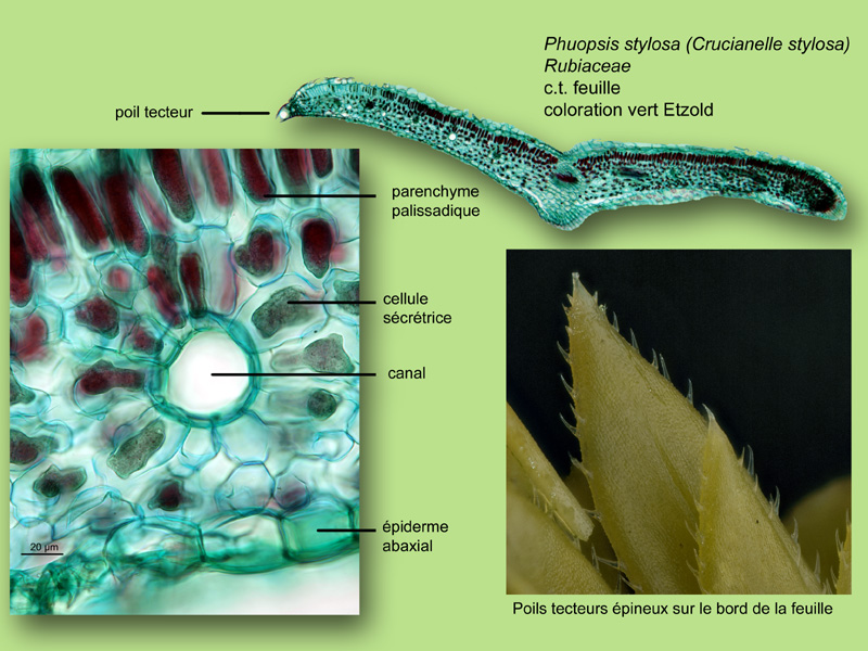 Phuopsis stylosa, histologie, histology. #25100