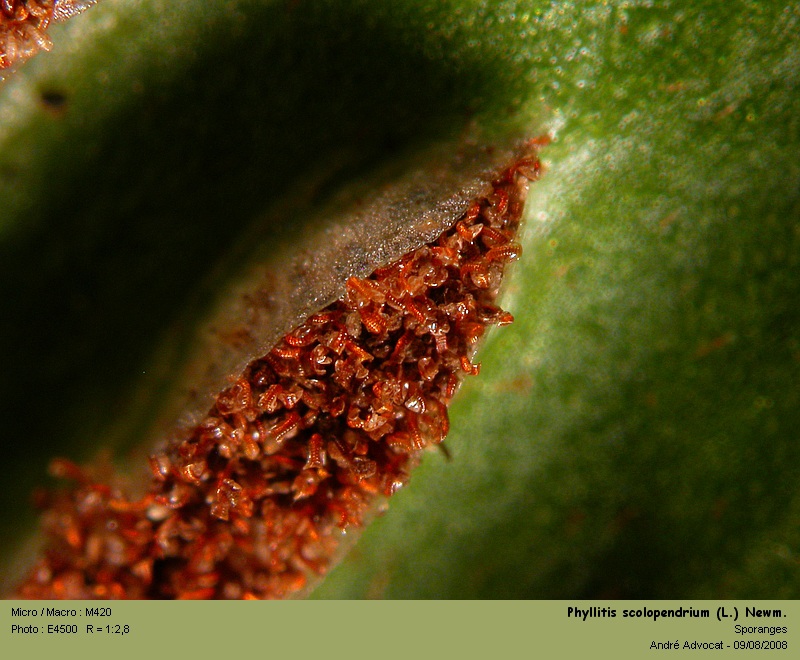Phyllitis scolopendrium (L.) Newm. (La scolopendre) #5029