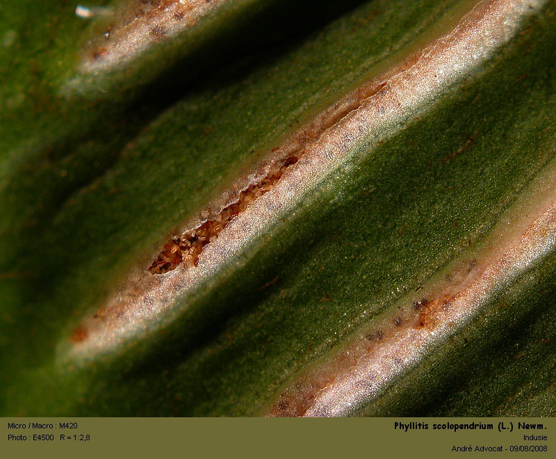Phyllitis scolopendrium (L.) Newm. (La scolopendre) #5027