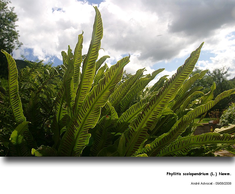 Phyllitis scolopendrium (L.) Newm. (La scolopendre) #5024