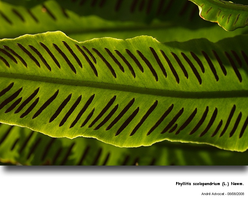 Phyllitis scolopendrium (L.) Newm. (La scolopendre) #5025