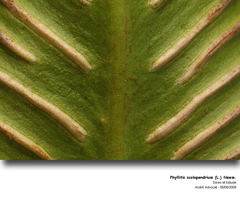 Phyllitis scolopendrium (L.) Newm. (La scolopendre) #5026