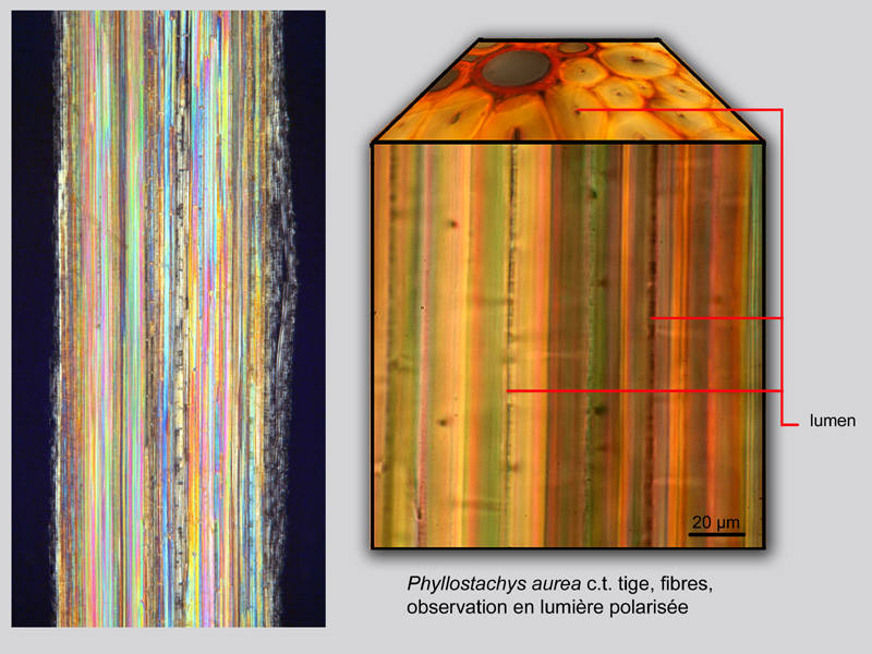 Phyllostachis aurea, histologie. #19804
