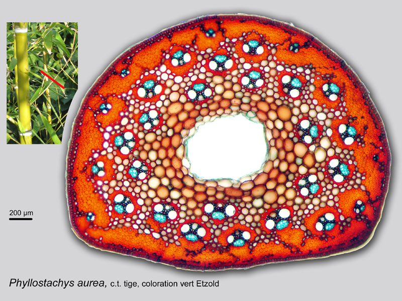 Phyllostachis aurea, histologie. #19802