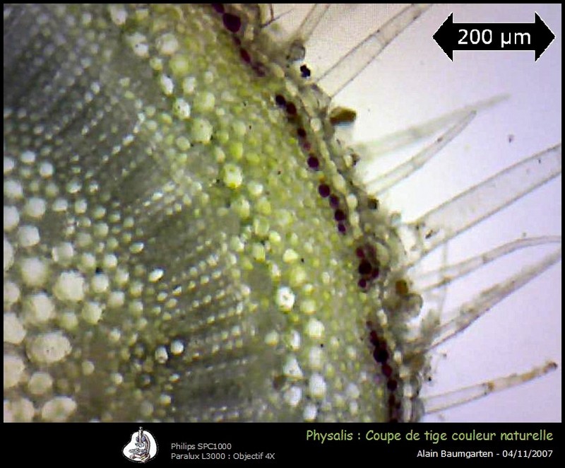 Physalis peruviana #610