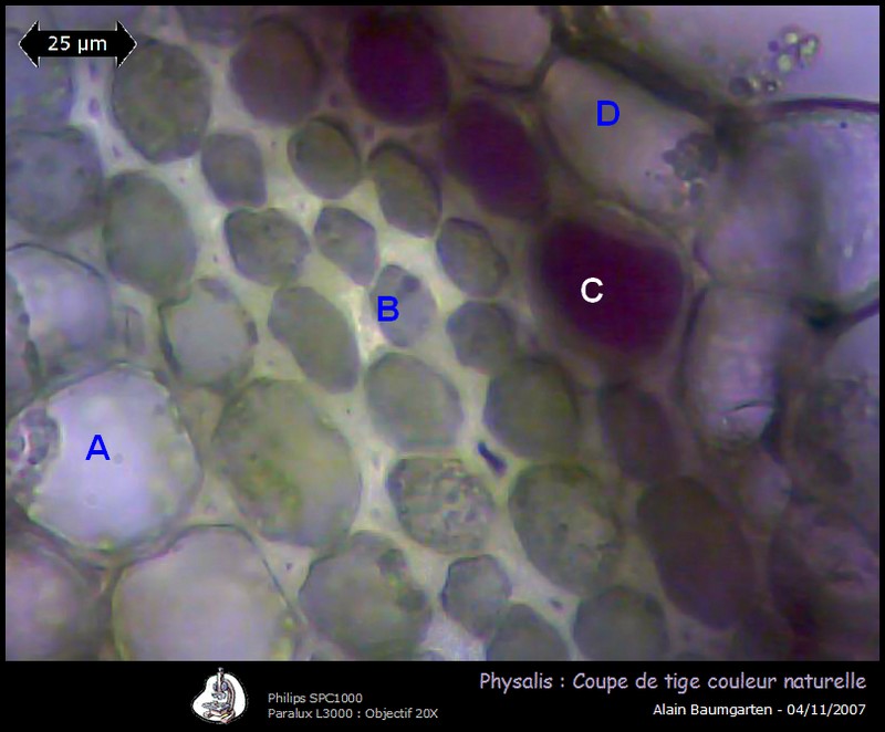 Physalis peruviana #613