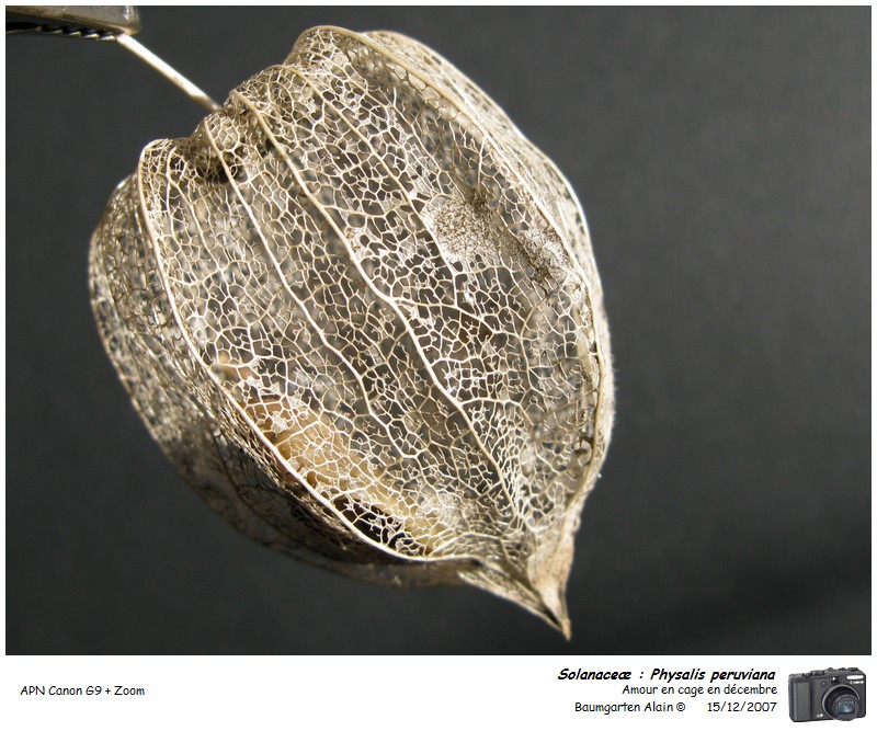 Physalis peruviana #1313