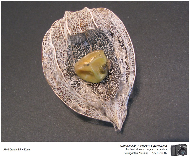 Physalis peruviana #1317