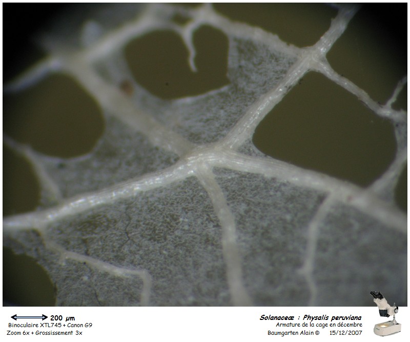 Physalis peruviana #1316