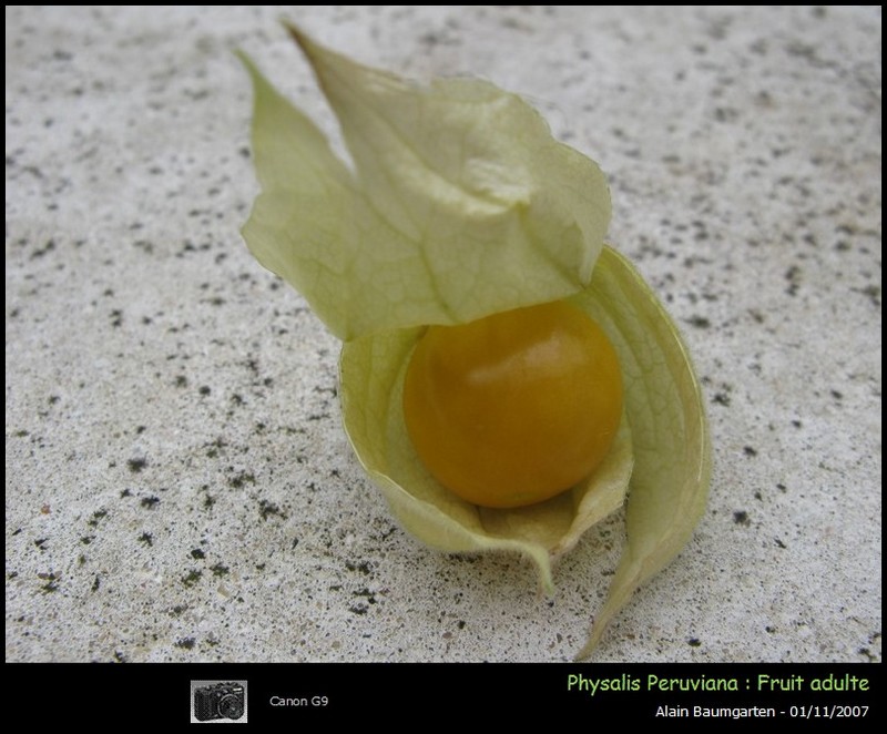 Physalis peruviana #550