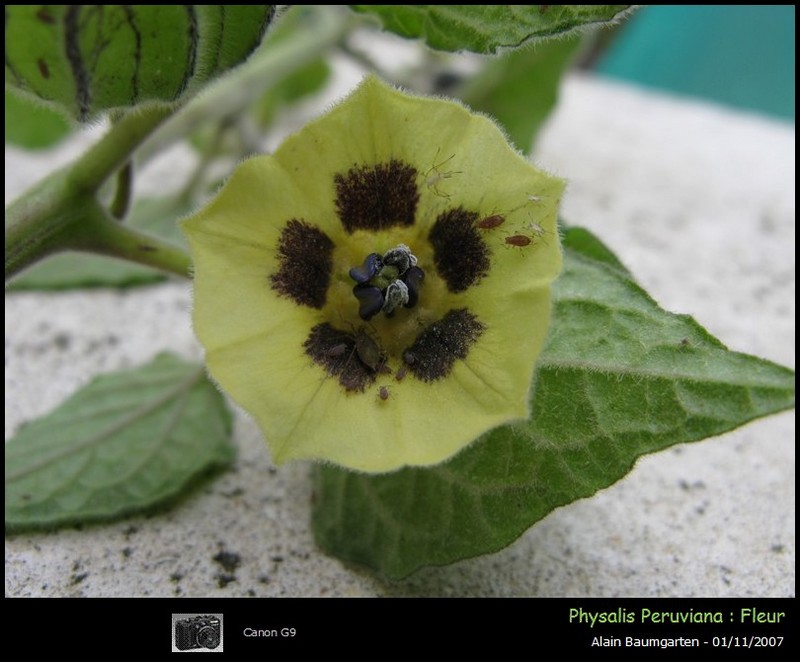 Physalis peruviana #548