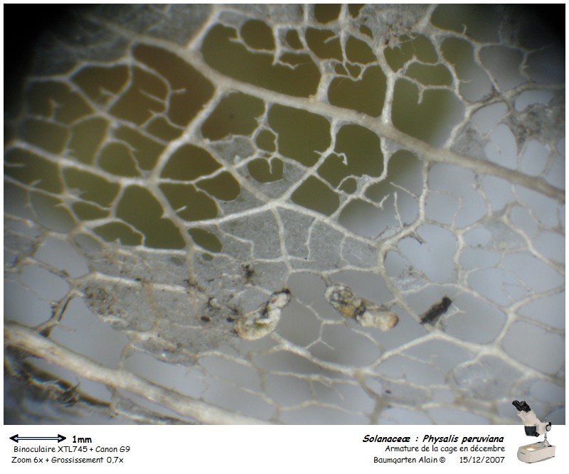 Physalis peruviana #1315