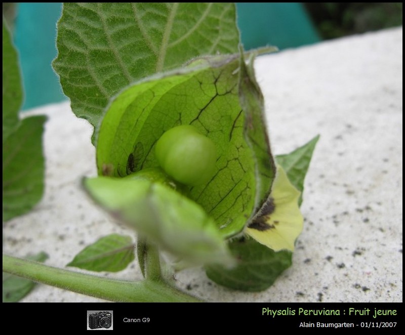 Physalis peruviana #549