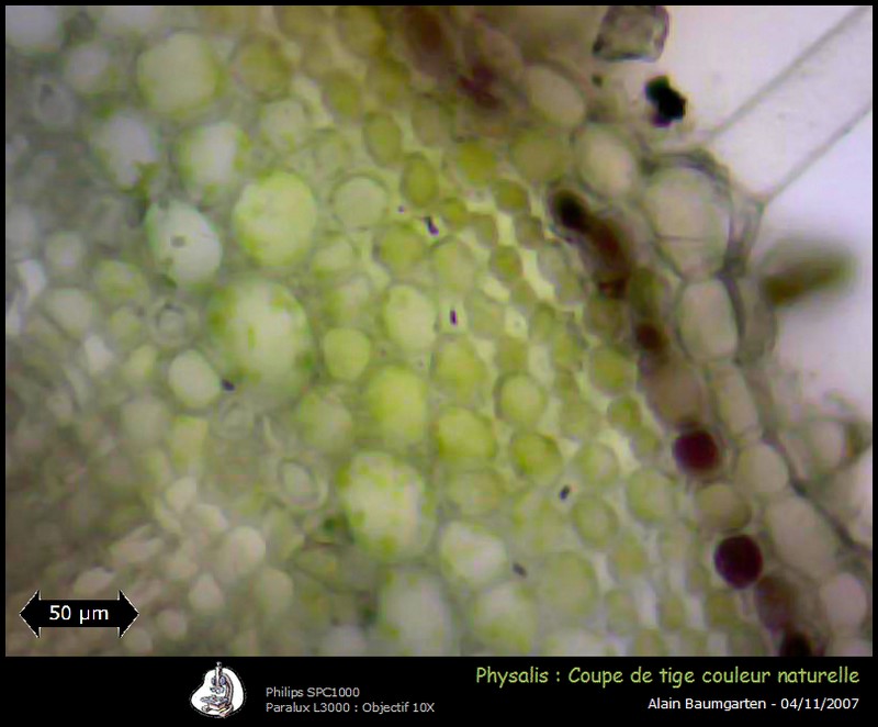 Physalis peruviana #611