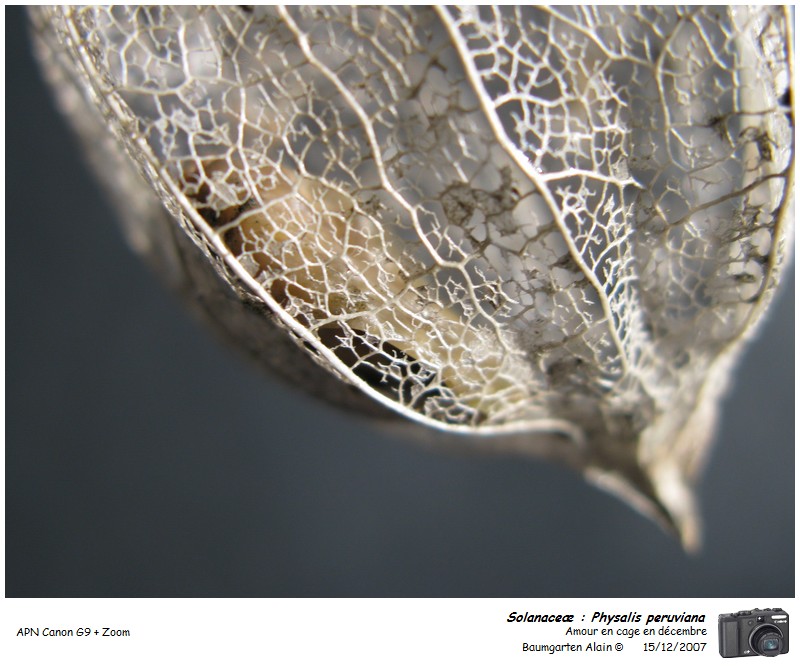 Physalis peruviana #1314