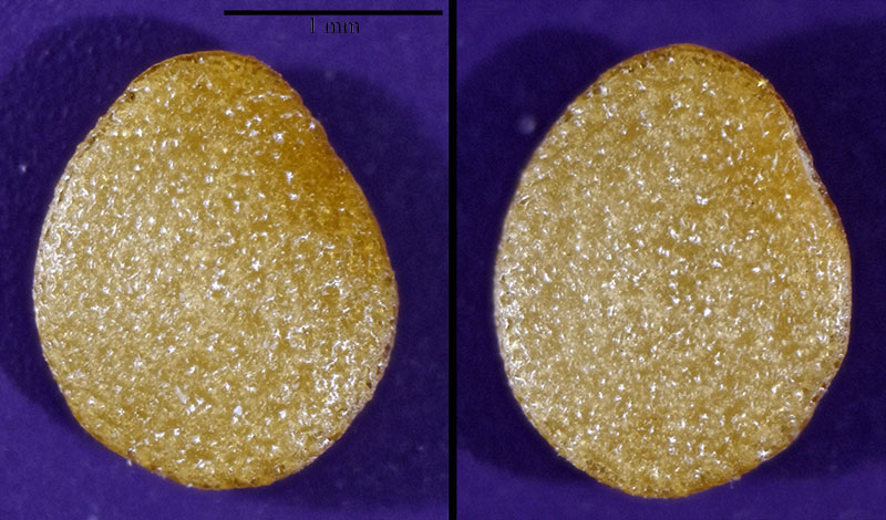 Physalis pubescens #52948