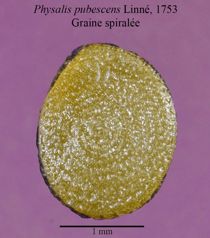 Physalis pubescens #52950