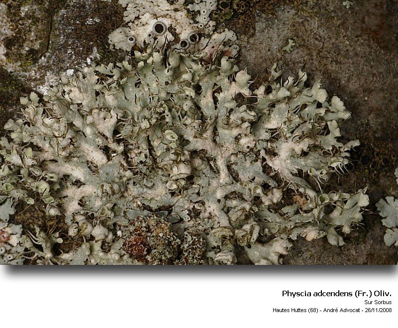 Physcia adscendens (Fr.) Oliv. #7093