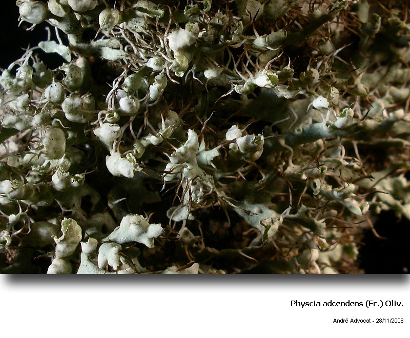 Physcia adscendens (Fr.) Oliv. #7095