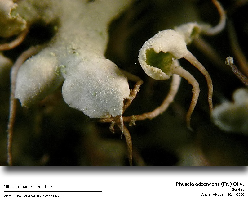 Physcia adscendens (Fr.) Oliv. #7096