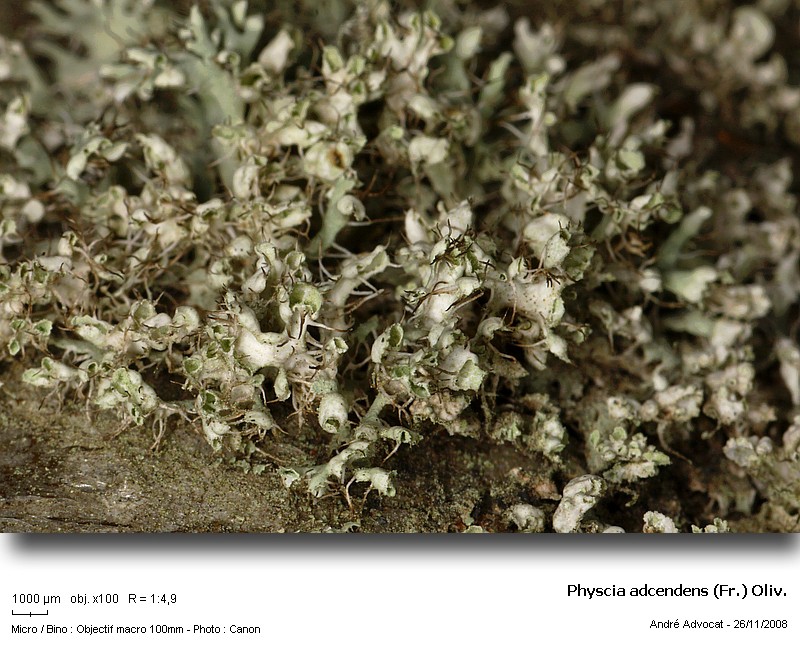 Physcia adscendens (Fr.) Oliv. #7094