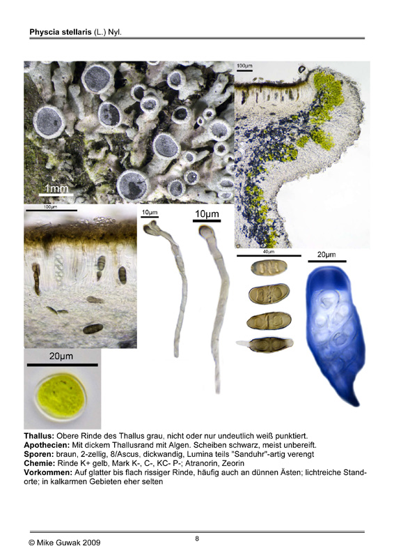 Physcia stellaris (L.) Nyl. #10898