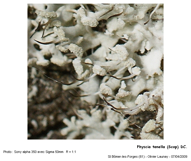 Physcia tenella (Scop.) DC. #9751