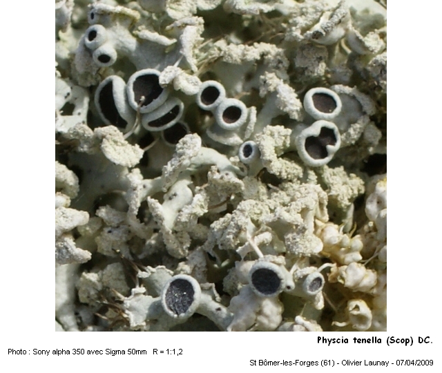Physcia tenella (Scop.) DC. #9750