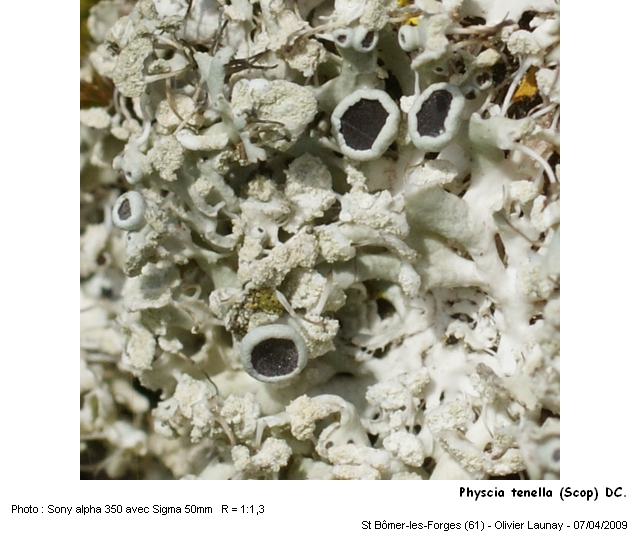 Physcia tenella (Scop.) DC. #9752