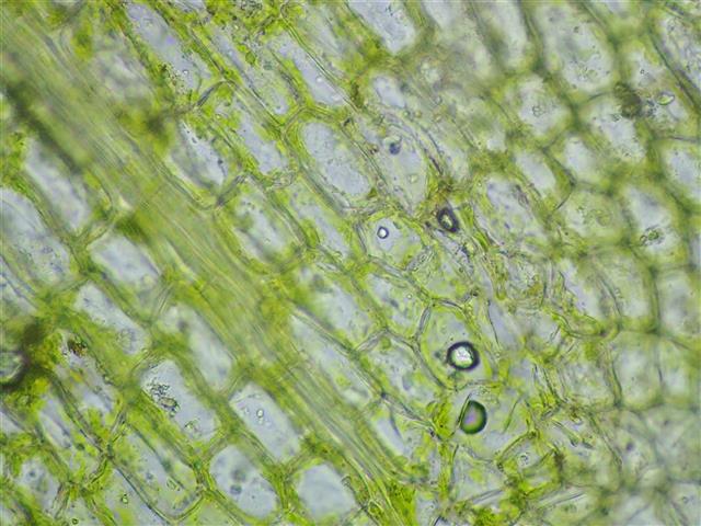 Physcomitrium pyriforme (Hedw.) Bruch & Schimp. #61988