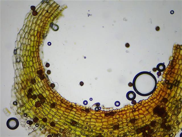 Physcomitrium pyriforme (Hedw.) Bruch & Schimp. #61991