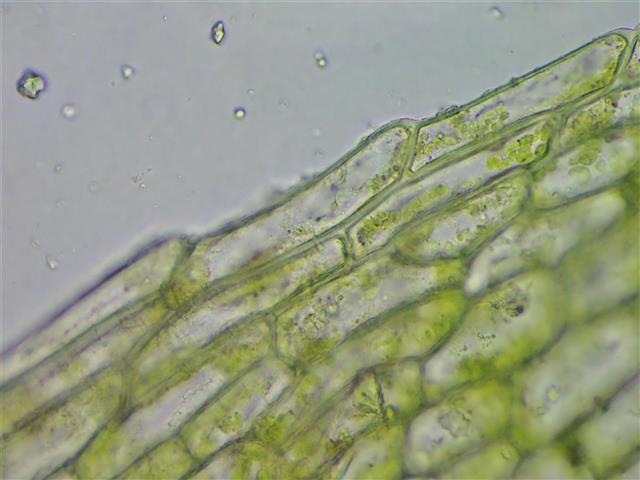 Physcomitrium pyriforme (Hedw.) Bruch & Schimp. #61987