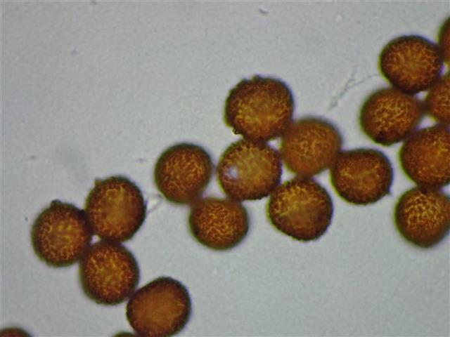 Physcomitrium pyriforme (Hedw.) Bruch & Schimp. #61990